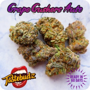 Grape Gushers Auto Feminised